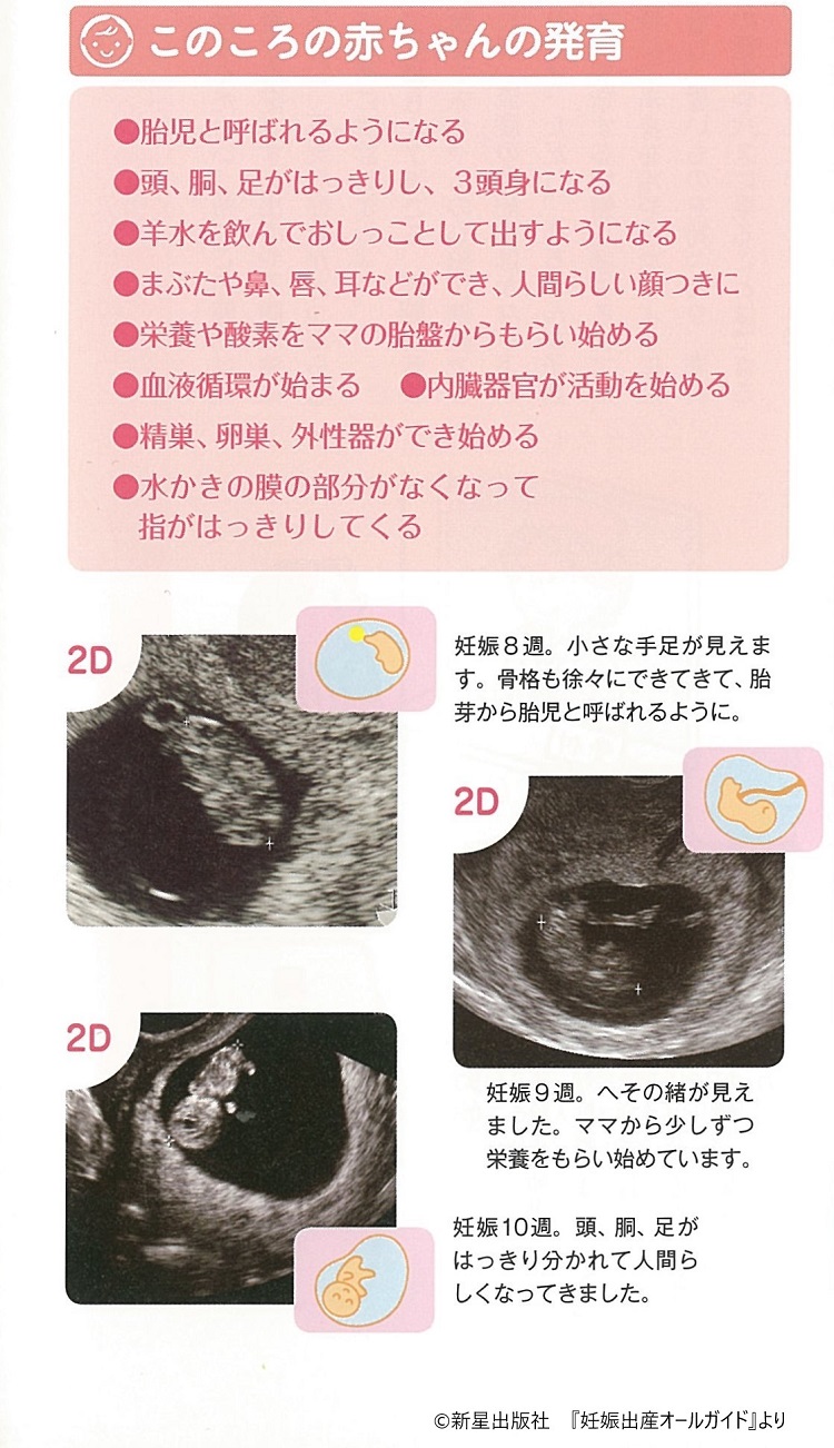 妊娠したら知っておきたい ママの体と赤ちゃんの様子 初期 8 11週 妊娠3カ月 Fun Life ファンライフ